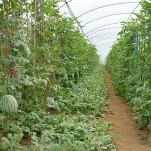 西瓜专用膜对西瓜的生长有什么样的优点
